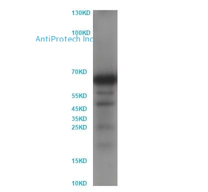 GAD1/GAD67 Antibody [MA101560]