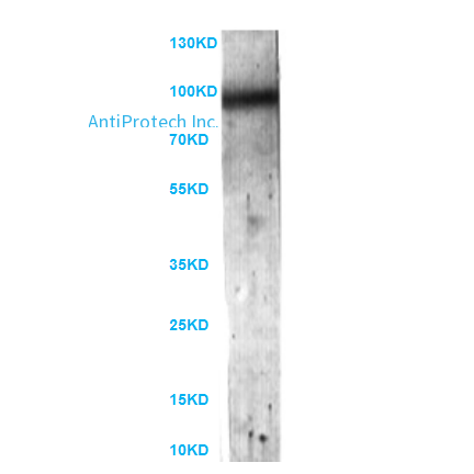 Complement component C7 Antibody[MA107160]					