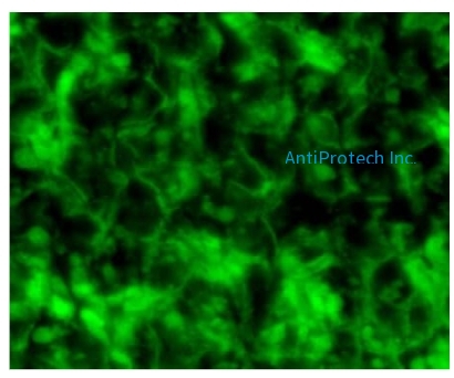 8-OHdG Antibody[MA88258]