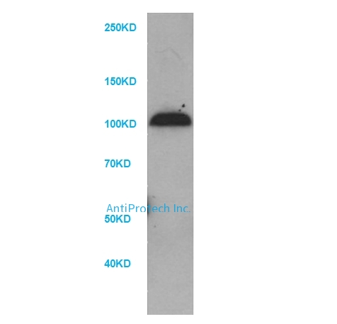 C7 Antibody[PA100980]