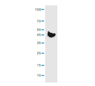 PEDF/SERPINF1 Antibody-PA507928