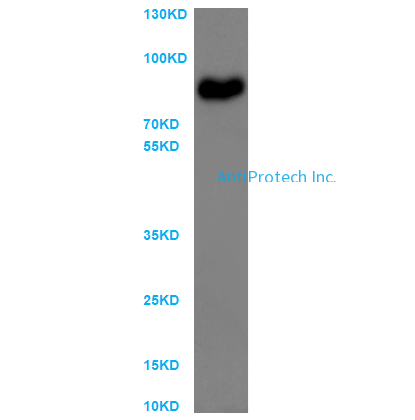 CD36 Antibody [PA513592]