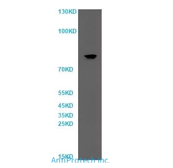 TLR9 Antibody[PA586023]